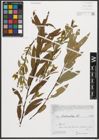Foto von Salix triandra L.